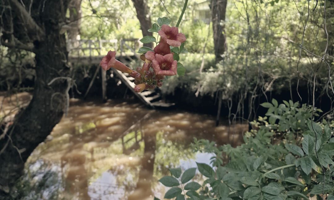 Tagestour ins Tigre-Delta – Kanäle und Ufervegetation im Paraná-Delta